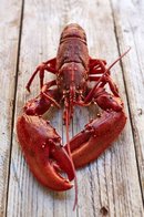 Kreeft met pasta en kreeftensaus